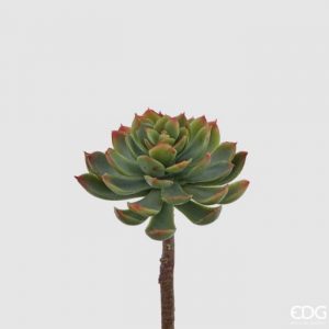 Echeveria alata pick H 18 D 11