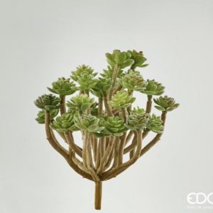 Succulenta  pick H 14