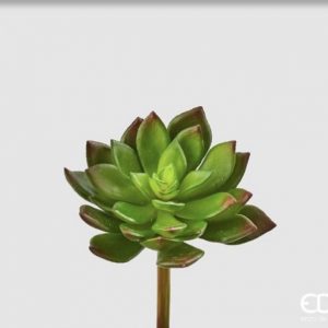 Succulent pick H 14 D 10
