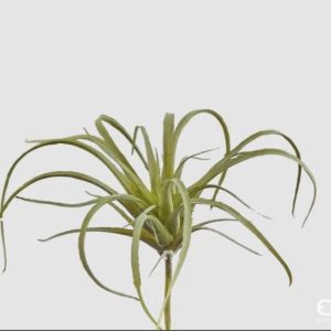 Tillandsia west H 10 D 12