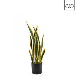 Pianta Sanseveria in vaso piccola variegata gialla H58cm