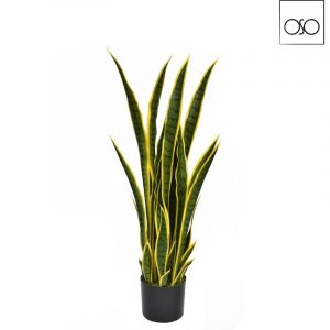 Pianta Sanseveria in vaso variegata gialla H75cm